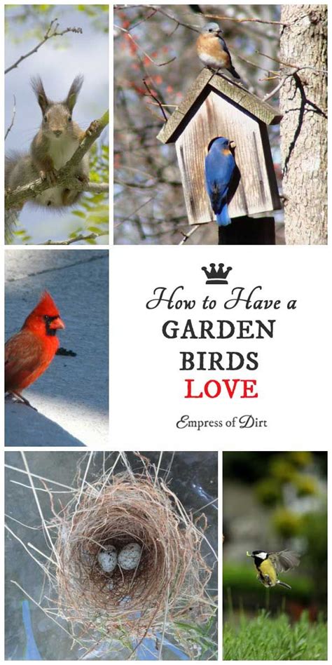 How To Create A Garden Birds Love Empress Of Dirt Backyard Birds
