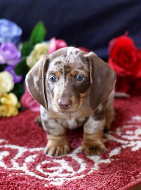 Good with other dogs (especially other dachshunds) when socialized while a puppy; MGM DACHSHUNDS PAST SOLD PUPPIES, DACHSHUND BREEDER ...