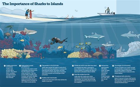 Protecting Sharks In The Pacific The Pew Charitable Trusts