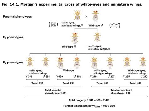 Linkage And Recombination Morgans Experiment Linked Diseases Videos