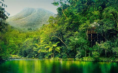 Plan Your Holiday To Australia Daintree Rainforest Australian