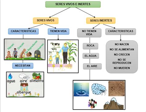 CaracterÍsticas Y Diferencias Entre Los Seres Vivos E Inertes