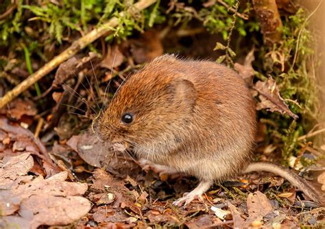 How To Get Rid Of Voles In Your Yard And Garden House Grail
