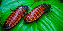 Madagascar Hissing Cockroach (Male & Female) • The Dro