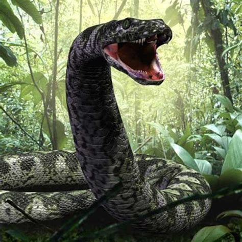 Biggest Snake In The World 55 Feet Long