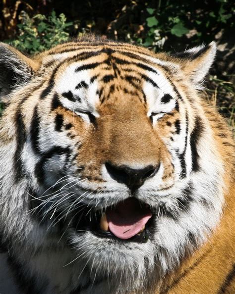 Tiger Smile Tiger Smile Animals