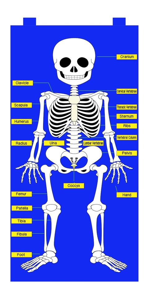 Skeleton Chart Physical Education Lessons Chart Skeleton Parts