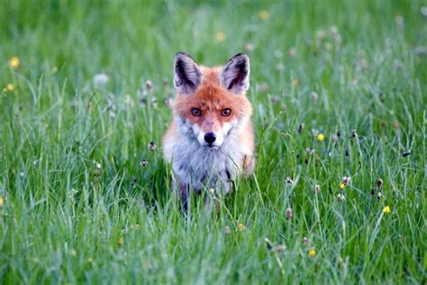 Is It Dangerous To Own A Pet Fox Pethelpful