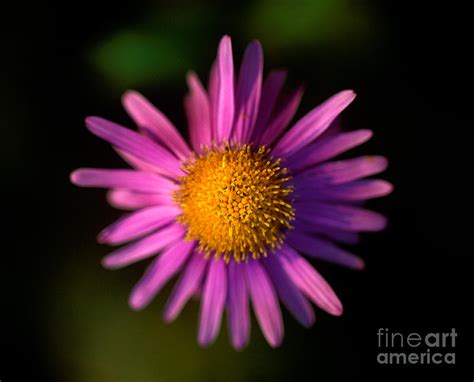 Jasper Subalpine Fleabane Wildflower 4 Photograph By Terry Elniski