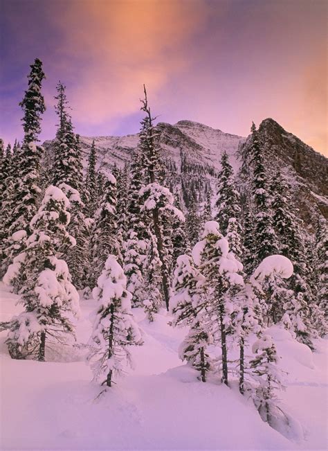 Snow Covered Trees At Lake Louise Banff National Park Alberta Canada
