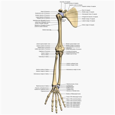 Arm Bones Labeled 3d Model Bones Human Arm Anatomy With Images Arm