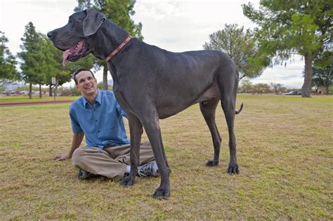 Worlds Tallest Dog Dies Great Dane George Was 7ft 3in Stood Up On His