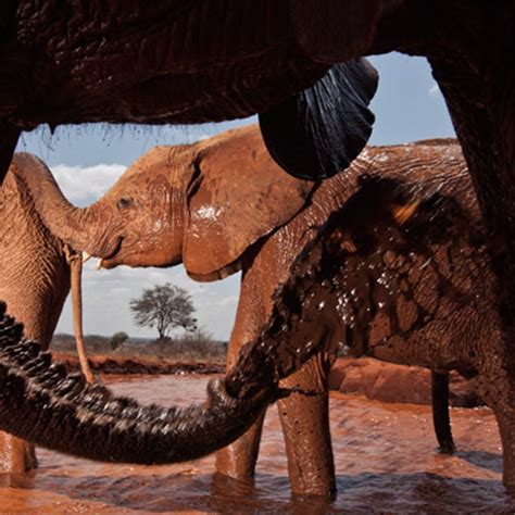 Reportajes Y Fotografías De Elefantes En National Geographic