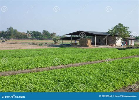 Celery Farming In Thailand Stock Image Image Of Food Central 50290365