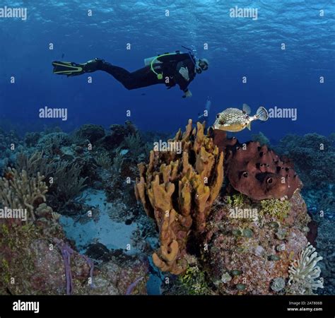 Reef Scenesponge Sea Fan Stock Photo Alamy