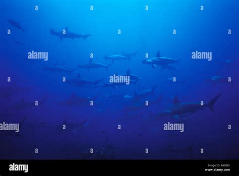 Schooling Scalloped Hammerhead Sharks Sphyrna Lewini Galapagos Stock