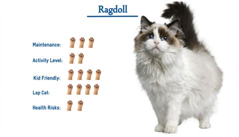 Ragdoll Cat Breed Everything That You Need To Know At A Glance