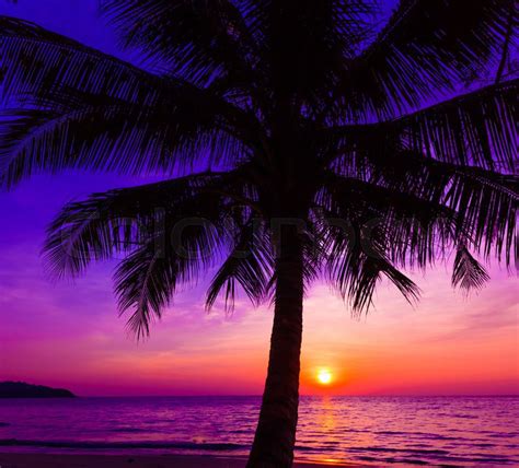 Beautiful Sunset Sunset Over The Ocean With Tropical Palm