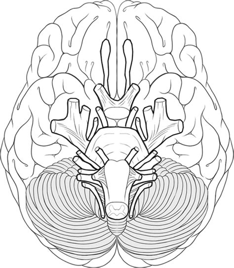 Coloring Pages Cranial Nerves Coloring
