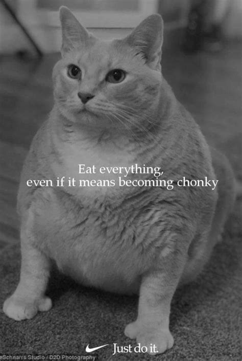 Just Eat It Fat Cat Meme Fat Cats Funny Funny Kittens Funny Animal