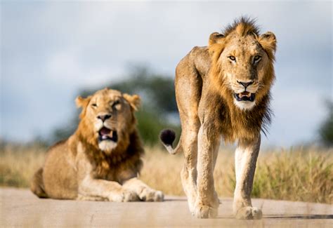 African Safari Articles Male Lion Coalitions In The Sabi Sands And