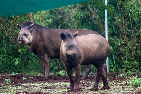 Brazilian Tapirs Tapirus Terrestris February 2020 Zoochat