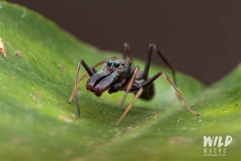Ant Mimicry By Spiders Wildmacro Extreme Macro Photography