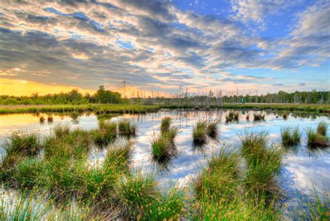 Wetlands Can Fight Climate Change But They Need Our Help Xvital™