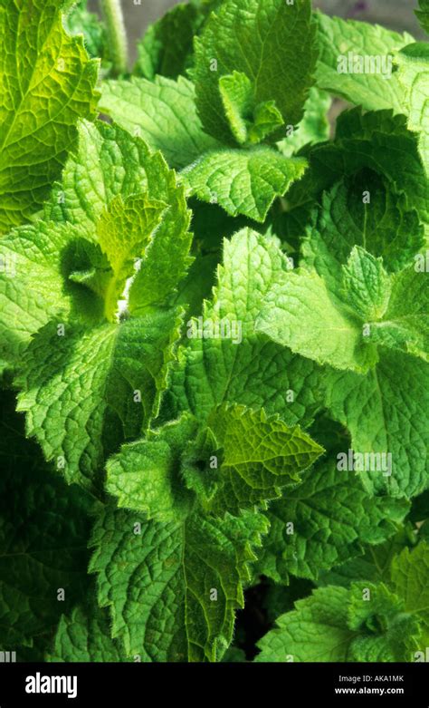 Apple Mint Mentha Bowles Mint Herb Stock Photo Alamy