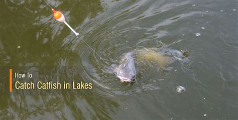 How To Catch Catfish In Lakes Use These Tips Properly