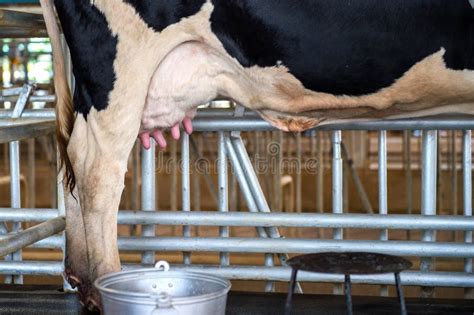 Cow Udder Stock Photo Image Of Black Domestic Feeding 98983978
