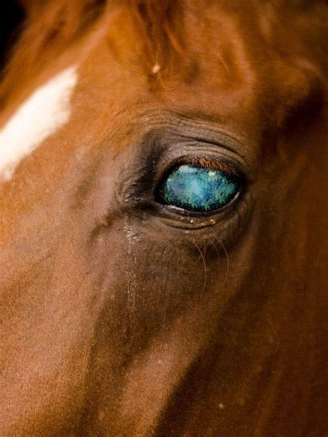 6 Ways To Treat An Eye Ulcer In Horses Best Tips From A Vet Best