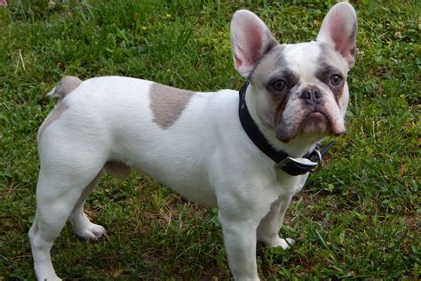 Frenchie Fever Bulldogs - Puppies For Sale