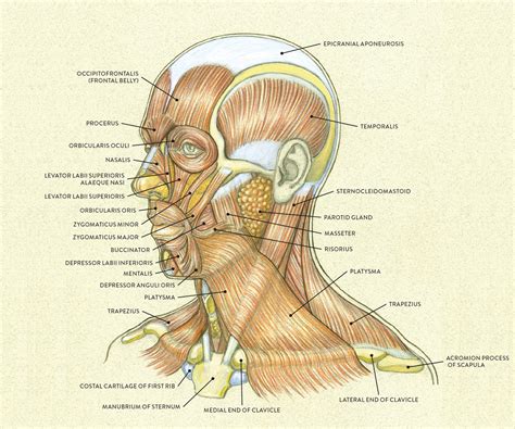 Facial Plastic Surgery Face Anatomy Facial Anatomy Mu
