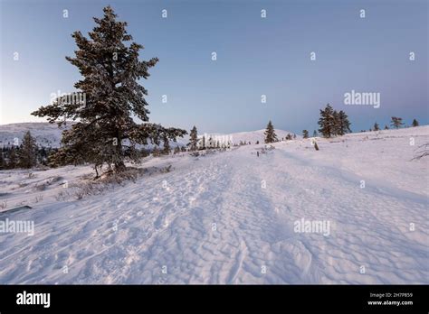 Snowy Forest Tree Line Pallastunturi Lapland Finland Stock Photo