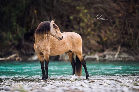 46 cm große puppen lieferumfang und maße: Andalusier Hengst in der Farbe Buckskin steht am Ufer ...