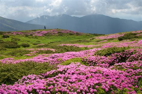 Flowering Carpathians Chornohora Mountain Range · Ukraine Travel Blog