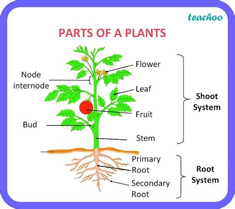 Class 6 Food What Are The Different Parts Of Plant Teachoo