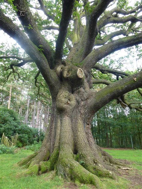A Majestic Oak Tree In Park Trunk By Srtw On Deviantart