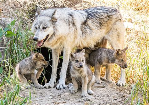 gray wolf pack with puppies