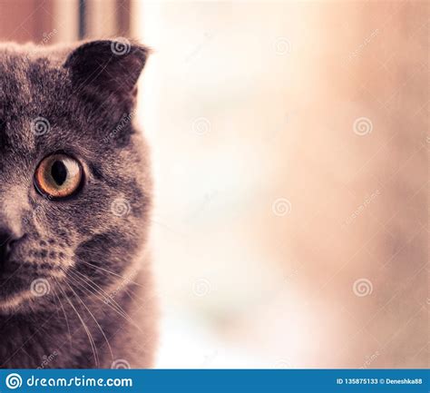 Grey Cat With Yellow Eyes The Head Of A Cat Stock Image Image Of Nose Black 135875133