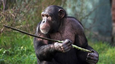 Heres Why Chimpanzees Are Stronger Than Humans Our Planet