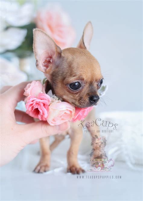 Fawn Chihuahua Puppies For Sale In Florida Teacups