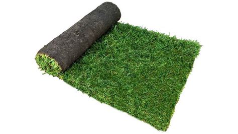 Tall Fescue Turf Specifications Turfgrass Sod Technical Specifications