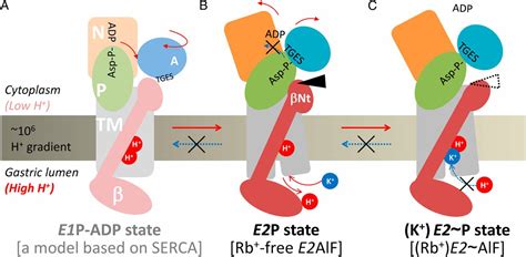 cryo em structure of gastric h k atpase with a single occupied cation binding site pnas