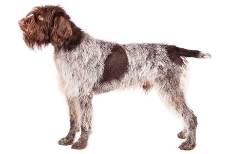 Wirehaired Pointing Griffon Dog Breed Information Wirehaired Pointing