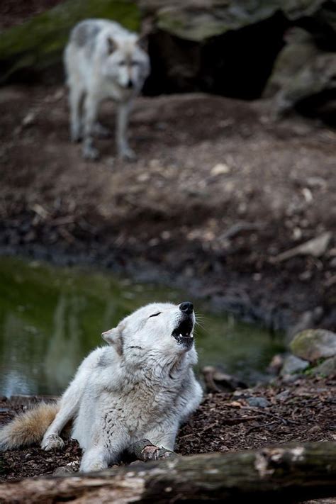 647 Best Images About Animals Wild Canine 3 On Pinterest Wolves