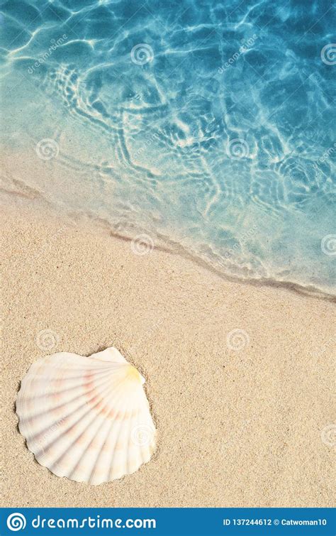 Seashell On The Summer Beach In Sea Water Summer
