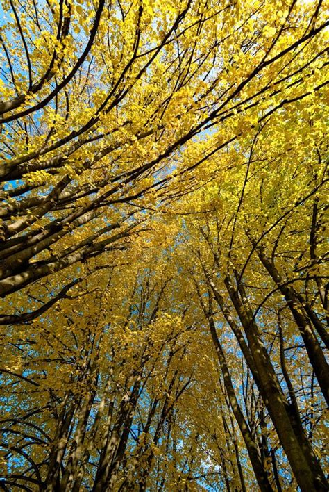 Yellow Trees On Fall Stock Photo Image Of Nature Sunny 15357246