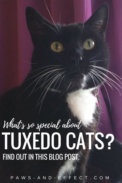 Tuxedo Cat Starts Website To Advocate For Other Tuxies Paws And Effect